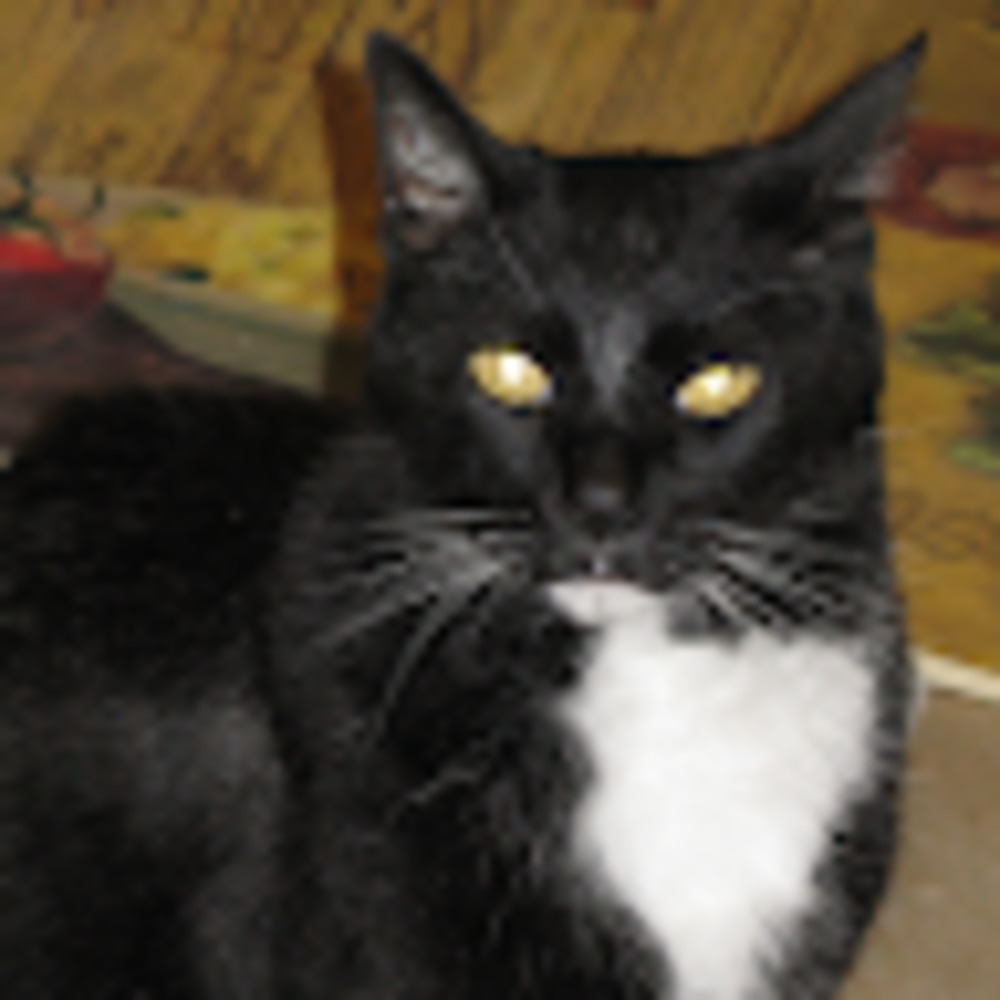 Meet your Posher, Lia